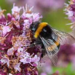 Čmeľ hájový (Bombus lucorum). Ilustračná snímka