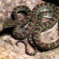 Dospelý samec z rodu Trimeresurus ciliaris vo svojom prirodzenom prostredí