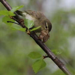 Kolibiarik spevavý (Phylloscopus trochilus) s úlovkom. Ilustračná snímka