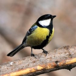 Sýkorka veľká (Parus major)