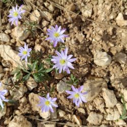 Veternica vznešená (Anemone blanda)