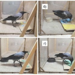 Vrany popolavé (Corvus cornix) pri experimentálnych úlohách