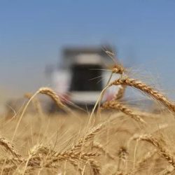 Žatva pšenice. Ilustračná snímka