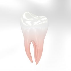 Zub. Ilustračný obrázok